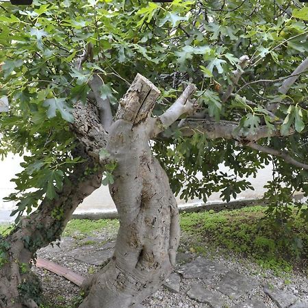 Grandpa Mate House Villa Dragove Ngoại thất bức ảnh